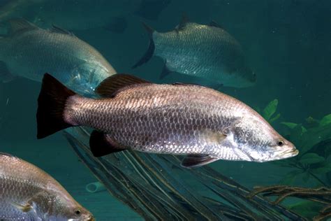 El barramundi (denominado Lates calcarifer) es una especie de pez eurihalinodiádromo de la ...