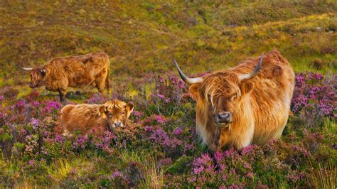 Bing Homepage Gallery | Highland cattle, Scottish highland cow, Animals