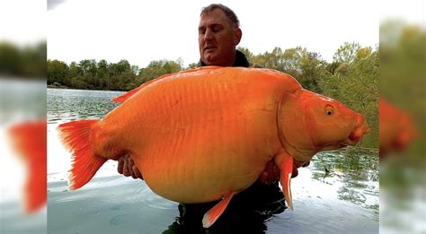 Man Catches 67lb Goldfish - Sets New World Record