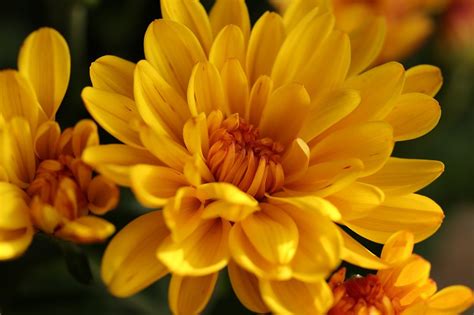 Bloem van de Maand: Chrysant - Bloemetje Bezorgen