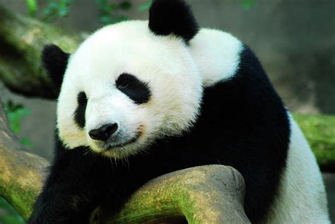 Sleeping panda Photograph by James Kirkikis - Fine Art America