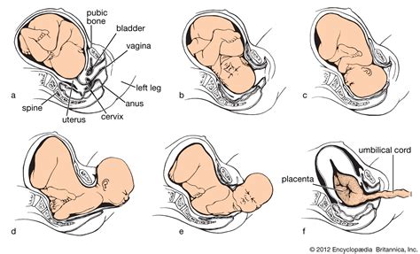 Stages Of Pregnancy Pregnancy Birth And Baby - vrogue.co