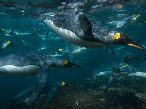 King Penguins Feeding Party... photo by Stefano Unterthiner | King ...