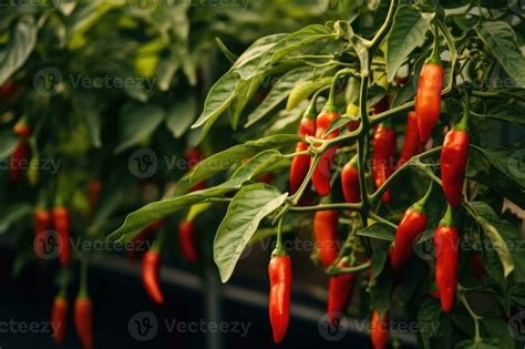 Red chili pepper agriculture harvesting. Generative AI 28140768 Stock ...