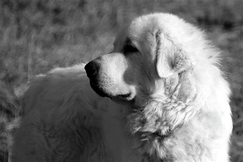 Great Pyrenees 2 Black and White Photograph by Murdock's Gallery - Pixels