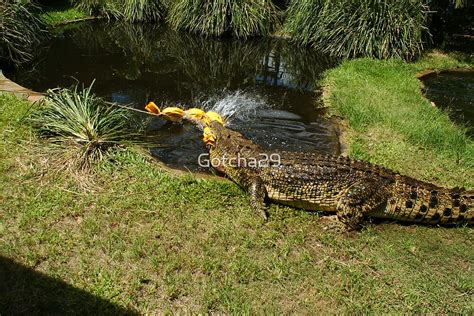 "Crocodile Sequence Death Roll 15" by Gotcha29 | Redbubble