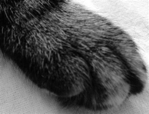 patte de chat