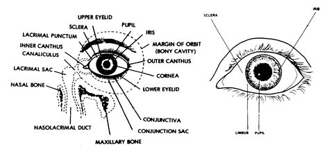 Parts Of The Eyelid