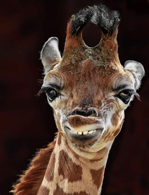 Giraffe; :-) by Klaus Wiese on 500px | Giraffe pictures, Giraffe, Animal faces