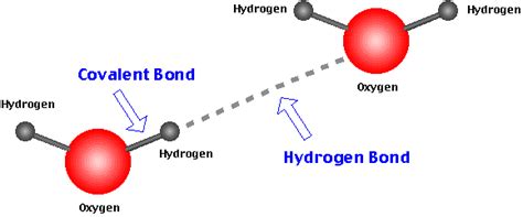 Human&Animal Anatomy and Physiology Diagrams: Hydrogen bonds