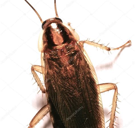 German Cockroach — Stock Photo © jareynolds #14033063