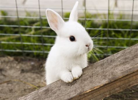 Cute Bunny Names: 500+ Adorable Names For Fluffy Rabbits | My Pet's Name