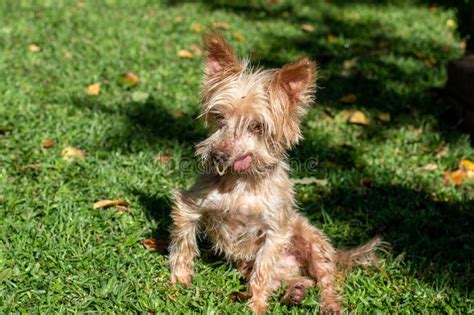 Albino Yorkshire Terrier Dog Stock Photo - Image of canine, isolated: 274423356