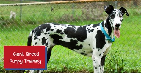 Giant Breed Dog Training: When to Start & How to Begin