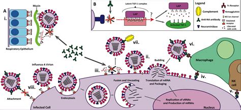 Figure 3 from In the Shadow of Hemagglutinin: A Growing Interest in ...