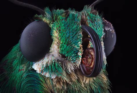 See Mesmerising Macro-Photos of Everyday Insects | Time