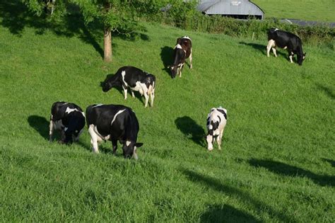 2018 - Are you considering Dairy farming? - Teagasc | Agriculture and Food Development Authority