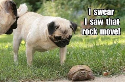 101 Lovable Pug Memes That Are Too Puggin' Cute