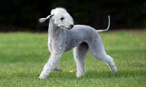 Bedlington Terrier: Characteristics, Care & Photos | BeChewy