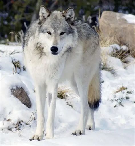 Northwestern Wolf - Facts, Diet, Habitat & Pictures on Animalia.bio