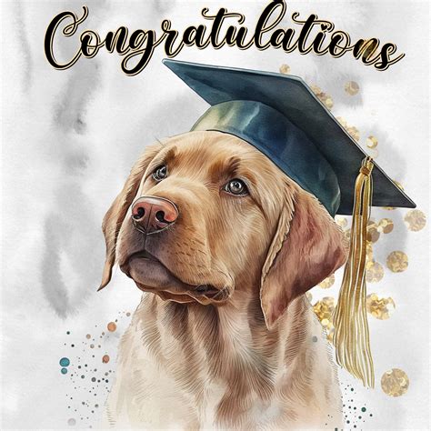Congratulations Graduation Dog Free Stock Photo - Public Domain Pictures