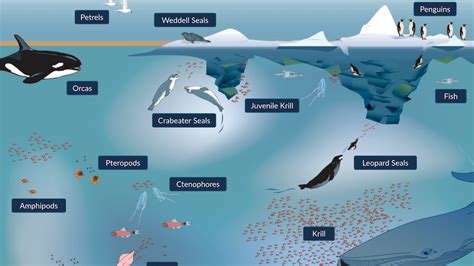 Arctic Ecosystem - Dive & Discover