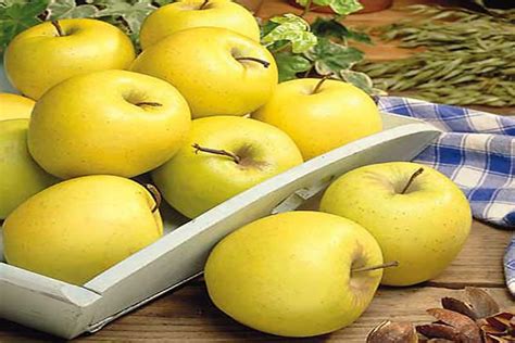 Golden Apple Fruit Per Kg; Includes Carbs Vitamin C B E (Strengthen Nervous System Brain) - Arad ...