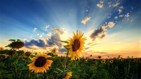 Sunflower Wallpapers | Best Wallpapers