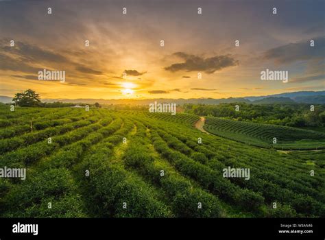 Beautiful sunsets at Chui Fong Tea Plantation, Chiang Rai Province ...