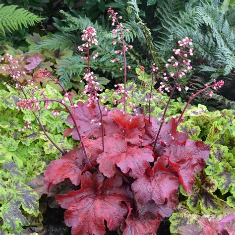 Plantes Vivaces HEUCHERA 'Fire Alarm' ® - Heuchère en vente - Pépinière Lepage | Heuchère ...