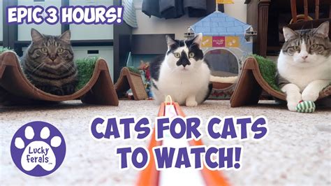 Cats Videos For Cats To Watch With Sound EPIC 3 HOURS! * Cats Playing * Entertainment For Cats ...