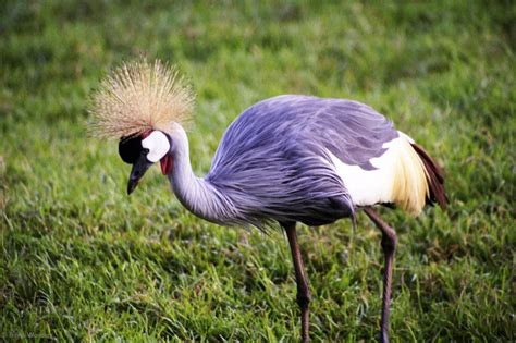 Photo of the Week: Grey Crowned Crane (Uganda): Travel Wonders