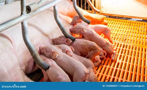 Swine Farming - Parent Swine Farm. Stock Image - Image of domestic, business: 124088859