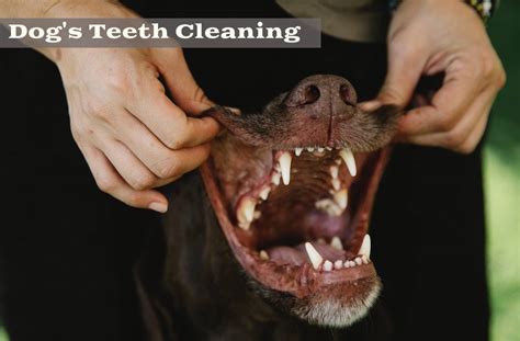 5 Best Ways to Clean Your Dog's Teeth ⋆ The Stuff of Success