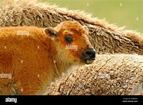 baby Bison, Yellowstone National Park, Wyoming Stock Photo - Alamy