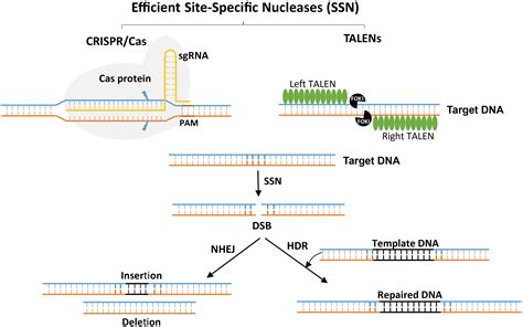 Frontiers | Plant Genome Engineering for Targeted Improvement of Crop Traits