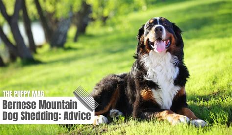 Bernese Mountain Dog Shedding: (6 Tips NOT To Miss) – The Puppy Mag