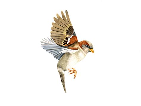 Sparrow Flying Drawing at GetDrawings | Free download