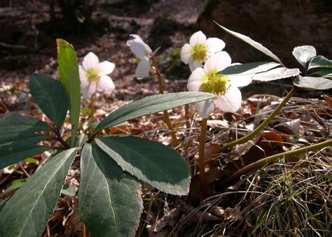 Christmas rose | Description & Facts | Britannica