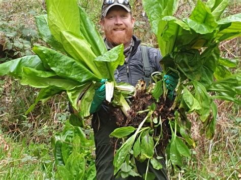 American Skunk Cabbage | Scottish Invasive Species Initiative