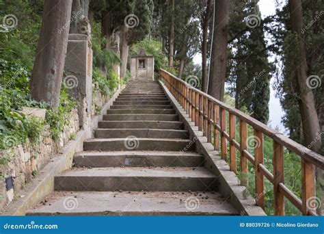 The staircase in the woods stock photo. Image of step - 88039726