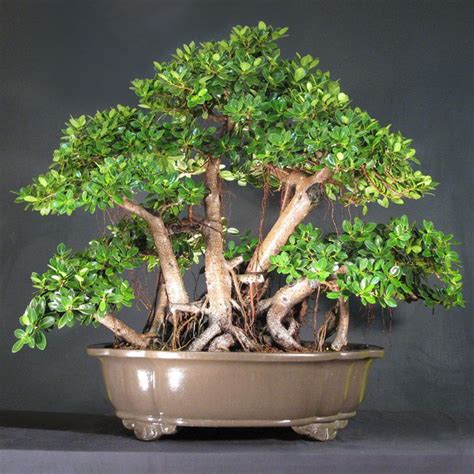 Green Island Ficus Microcarpa Bonsai