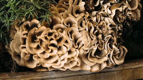 Growing Maitake Mushrooms At Home