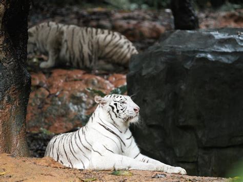 Close-up Photo of White Bengal Tiger · Free Stock Photo