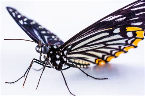 black yellow and white butterfly free image | Peakpx