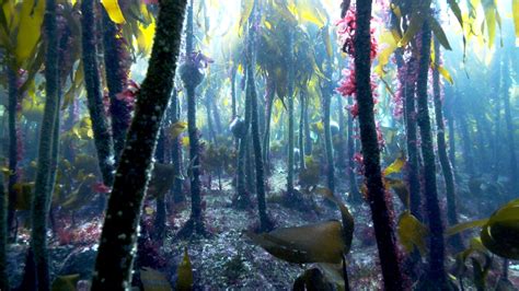 Kelp Forest Wallpapers - Wallpaper Cave