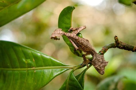 Madagascar Road Trip - Ranomafana and Isalo National Parks - Exploring Ed