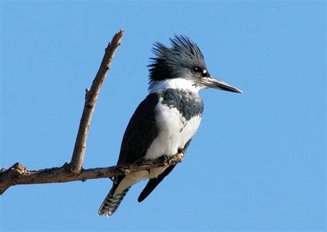 The SCC Bird Nerd: The Belted Kingfisher