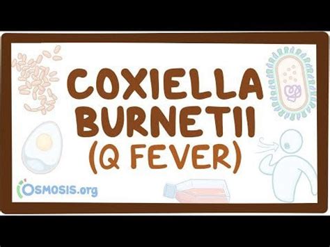 Coxiella burnetii (Q fever) - causes, symptoms, diagnosis, treatment, pathology : osmoseit