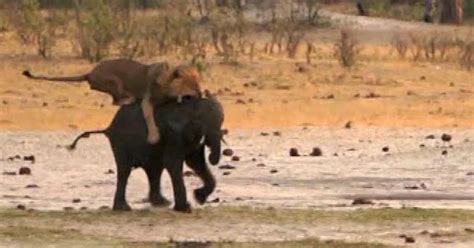 Lion attacks elephant video: Watch moment hungry lion takes down fleeing elephant on his OWN ...